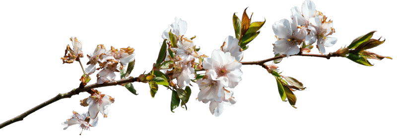 Almond flower Left side