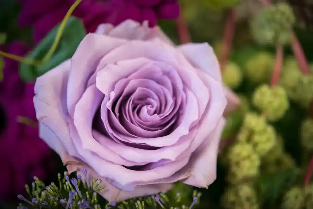 Flower Care Tip: Roses