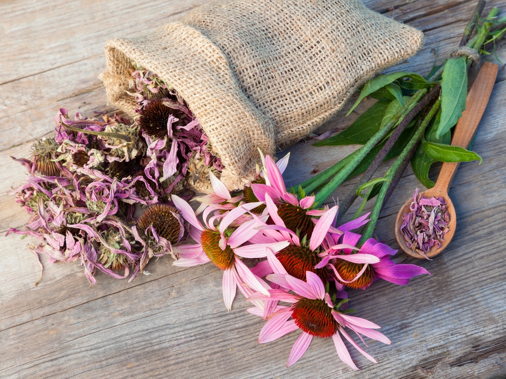 Bunch,Of,Healing,Coneflowers,And,Sack,With,Dried,Echinacea,Flowers